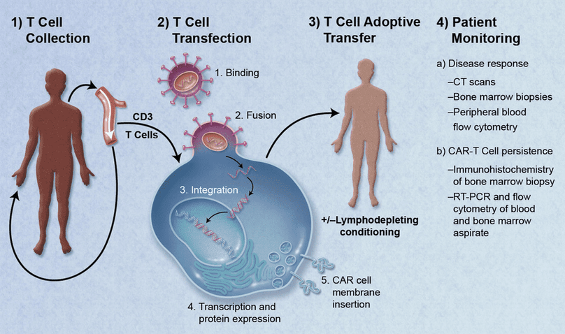 Engineering T-cells to treat cancer in a new way